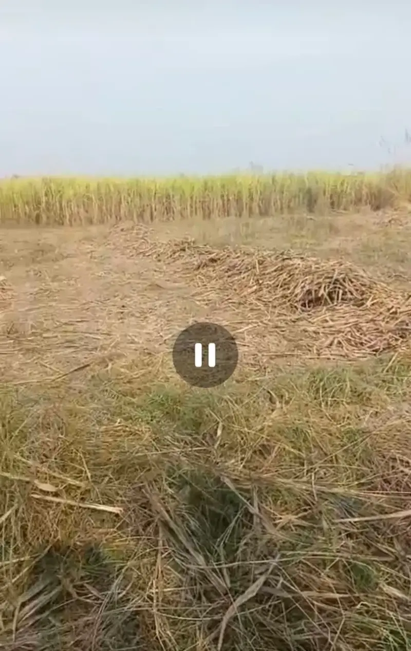 Verified Polyhouse<br>Agriculture Property in Mawana - AGRICULTURE LAND AT 700 PER SQ YARD | Bhavya Ventures