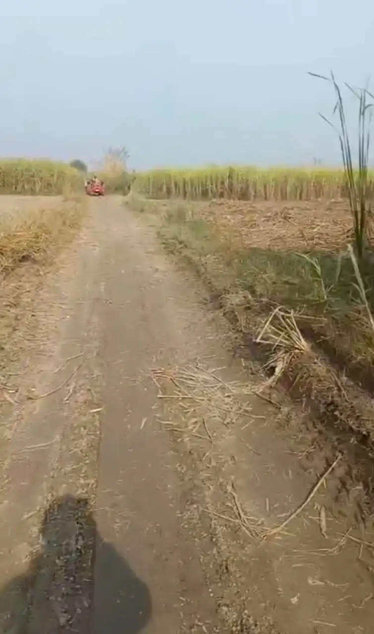 AGRICULTURE LAND AT 700 PER SQ YARD Interior View - Polyhouse<br>Agriculture in Mawana