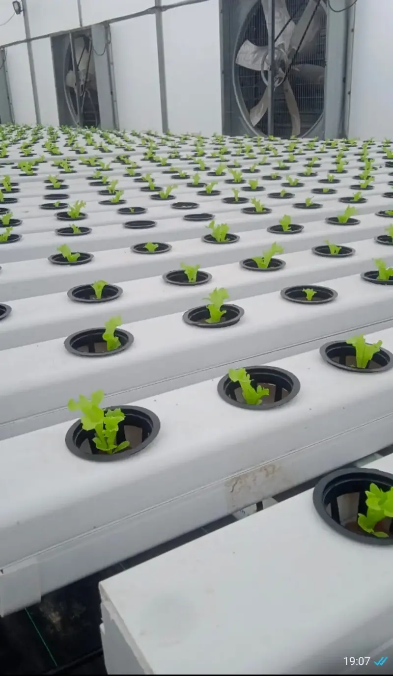 Poly House Most Profitable Business 50% Subsidy by Govt Interior View - Polyhouse<br>Agriculture in Delhi /NCR