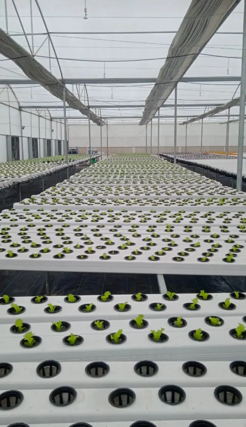 Verified Polyhouse<br>Agriculture Property in Delhi /NCR - Poly House Most Profitable Business 50% Subsidy by Govt | Bhavya Ventures