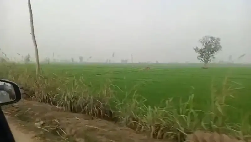AGRICULTURE LAND IN BAGHPAT AT THROW AWAY PRICE , GUARANTEED PROFIT Interior View - Polyhouse<br>Agriculture in BAGHPAT