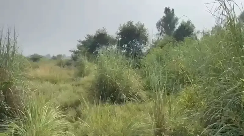 Perfect location for PLOTTING Interior View - Polyhouse<br>Agriculture in Dadri-sikandrabad 