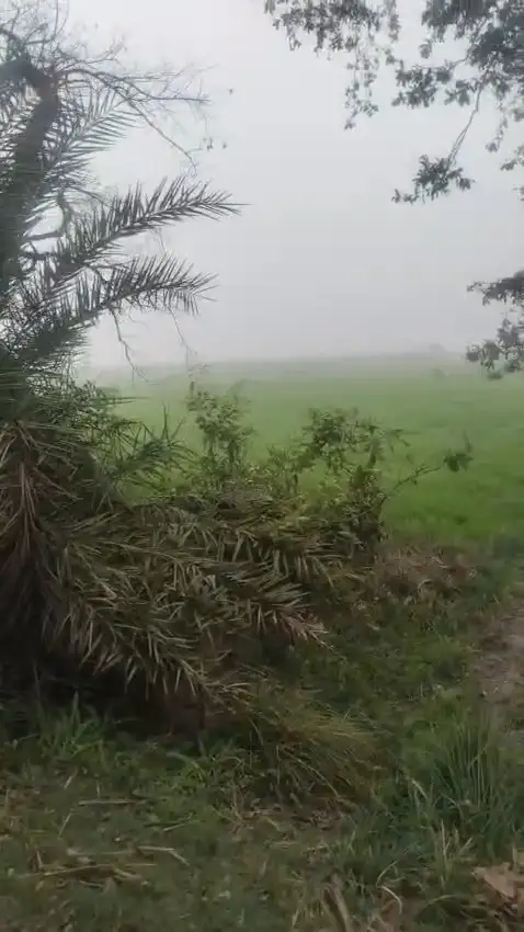 BUY AGRICULTURE LAND AT VERY AFFORDABLE PRICE Interior View - Polyhouse<br>Agriculture in MAWANA, MEERUT