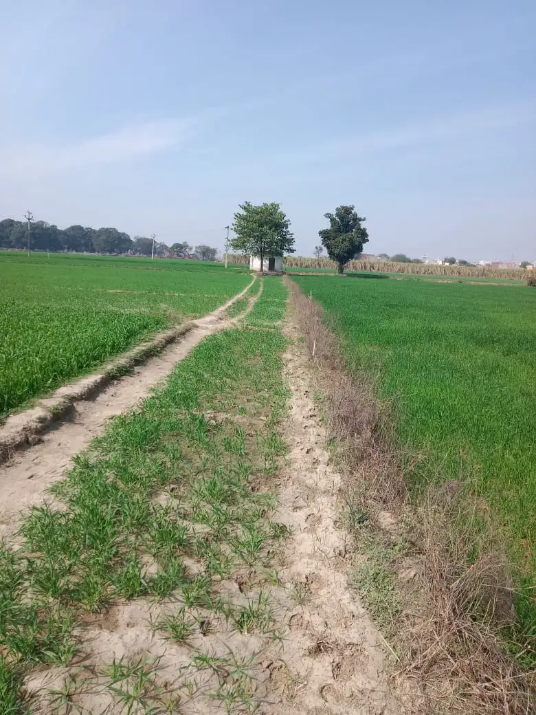 BUY AGRICULTURE LAND FOR MAXIMUM RETURNS IN BAGHPAT