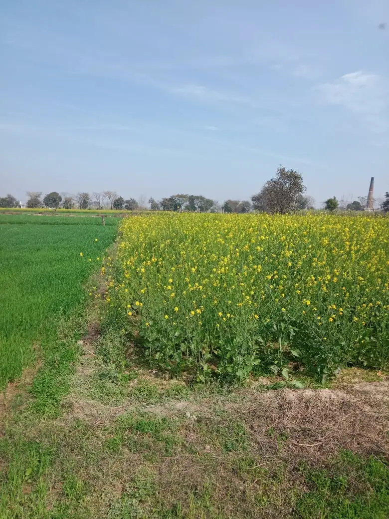 BUY AGRICULTURE LAND FOR MAXIMUM RETURNS IN BAGHPAT Interior View - Polyhouse<br>Agriculture in BAGHPAT