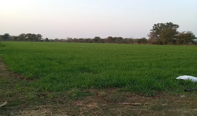 Verified Polyhouse<br>Agriculture Property in  RASNA ROHTA ROAD MEERUT - Buy 40 Bigha Farming Land in Rasna Rohta Road, Meerut  -  High Return Agriculture Property Deal | Bhavya Ventures