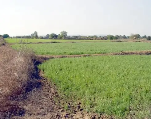 Buy 40 Bigha Farming Land in Rasna Rohta Road, Meerut  -  High Return Agriculture Property Deal Interior View - Polyhouse<br>Agriculture in  RASNA ROHTA ROAD MEERUT