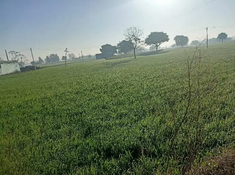 Buy 40 Bigha Farming Land in Rasna Rohta Road, Meerut  -  High Return Agriculture Property Deal Interior View - Polyhouse<br>Agriculture in  RASNA ROHTA ROAD MEERUT