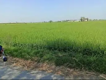 Prime 80 Bigha R-Zone Property on Meerut-Hapur Highway, Hapur Near Meerut  -  Ideal for Township & Commercial Use Interior View - Polyhouse<br>Agriculture in Near Park City Meerut Road Hapur