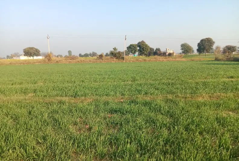 Prime 80 Bigha R-Zone Property on Meerut-Hapur Highway, Hapur Near Meerut  -  Ideal for Township & Commercial Use Interior View - Polyhouse<br>Agriculture in Near Park City Meerut Road Hapur