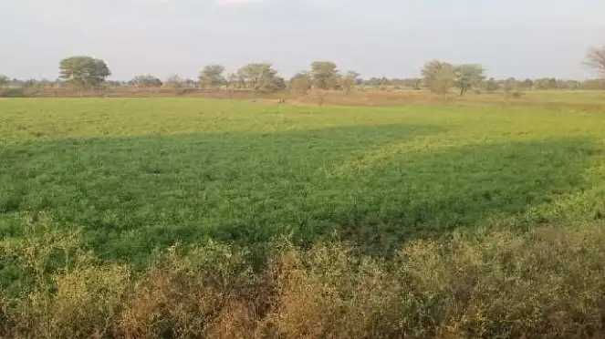 Buy 115 Bigha Agriculture Land on NH58 Near Daurala, Meerut  -  Highway Touch High Return Investment Deal Interior View - Polyhouse<br>Agriculture in NH 58, Daurala Meerut