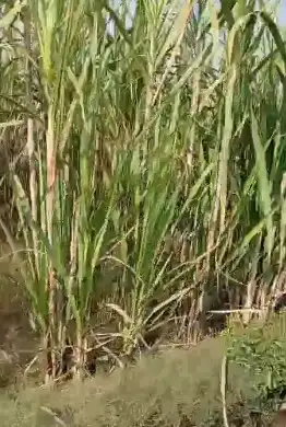 Prime 150 Bigha Farm Land Near Uttam Sugar Mill Najibabad | Mandaver Road, Bijnor Interior View - Polyhouse<br>Agriculture in Near Uttam Sugar Mill, Najibabad, Bijnor