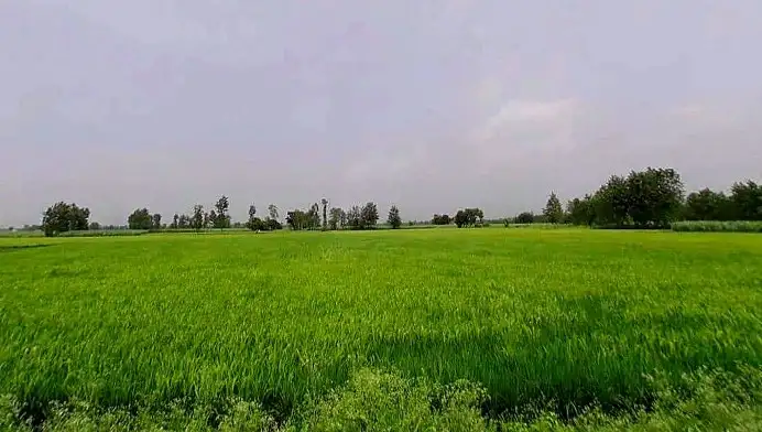 100 Bigha Agriculture Land for Sale on Sikri Road Near Tugalpur Kameda, Muzaffarnagar Sadar Tehsil Interior View - Polyhouse<br>Agriculture in Tugalpur Kameda, Sadar Tehsil Muzaffarnagar