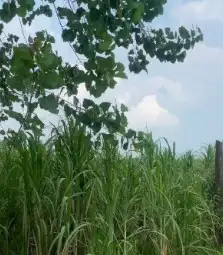 100 Bigha Agriculture Land for Sale on Sikri Road Near Tugalpur Kameda, Muzaffarnagar Sadar Tehsil Interior View - Polyhouse<br>Agriculture in Tugalpur Kameda, Sadar Tehsil Muzaffarnagar