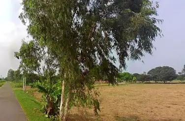 100 Bigha Agriculture Land for Sale on Sikri Road Near Tugalpur Kameda, Muzaffarnagar Sadar Tehsil Interior View - Polyhouse<br>Agriculture in Tugalpur Kameda, Sadar Tehsil Muzaffarnagar