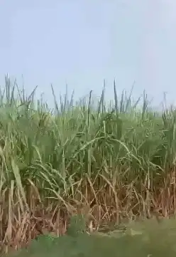 Prime Location Agriculture land in Bijnore ,800 bigha Interior View - Polyhouse<br>Agriculture in Chharchhi Mod, Bijnor