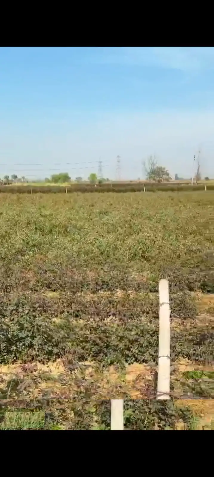 Verified Polyhouse<br>Agriculture Property in MUKIMPUR VILLAGE , PILAKHWA - BUY AGRICULTURE LAND IN HAPUR | Bhavya Ventures