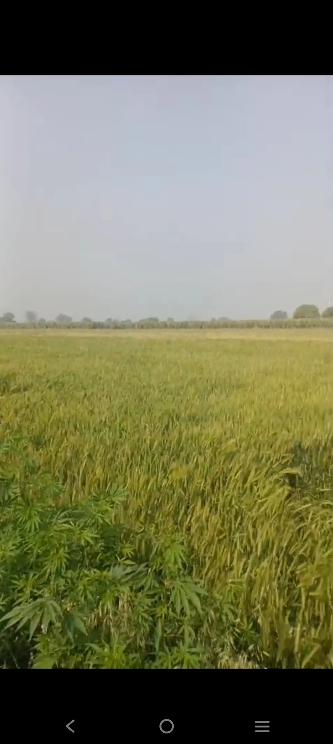 Prime location land in Baghpat at very affordable price Interior View - Polyhouse<br>Agriculture in Baghpat,Khatta